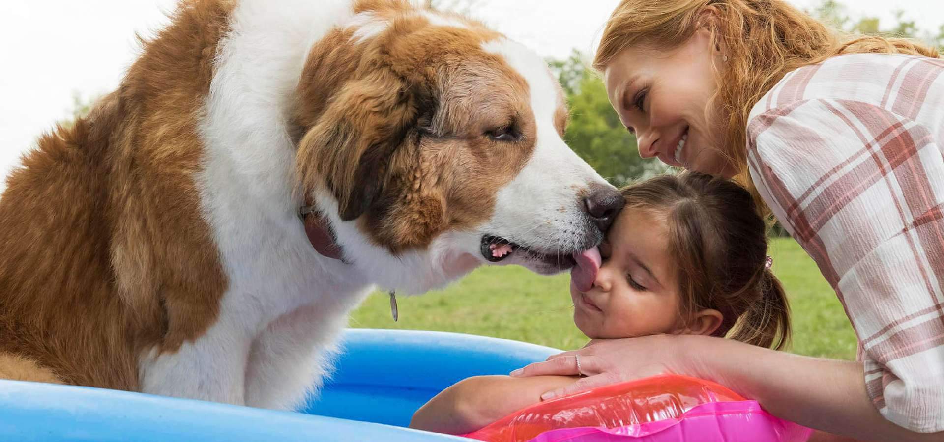 Собачья жизнь друзья навек. Собачья жизнь 2 бейли. Собачья жизнь друзья навек. Собачья жизнь друзья навек. Собачья жизнь друзья навек.